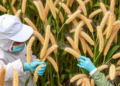 Pest Control Saved China Nearly 198 Million Tons of Grain in 2024