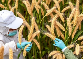 Pest Control Saved China Nearly 198 Million Tons of Grain in 2024