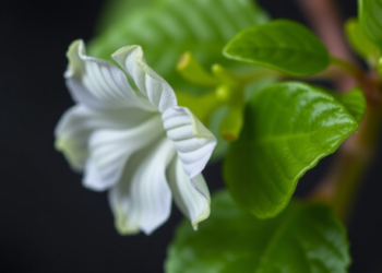 Plant Compound Bellidifolin Shields Livers From Chemotherapy Damage