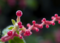 Plant Compound Calein C Blocks Key Bacterial Antioxidant Enzyme, Study Finds