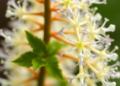 Plant Compound Diosgenin Emerges as Powerful Computational Anti-Cancer Candidate