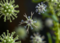 Plant-Derived Silver Nanoparticles Show Potent Activity Against Drug-Resistant Hospital Superbugs