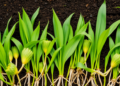 Plantain Roots Quiet the Soil Microbes That Turn Fertilizer Into Pollutants