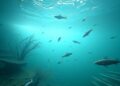 Plastisphere microbes differ markedly from surrounding aquatic communities, meta-analysis shows