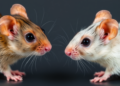 Polystyrene Particles Hit Male and Female Mice Differently in 28-Day Toxicity Study