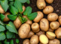 Potato Varieties That Stay Ready: Basal Defence Genes Separate Blight Fighters From Blight Losers