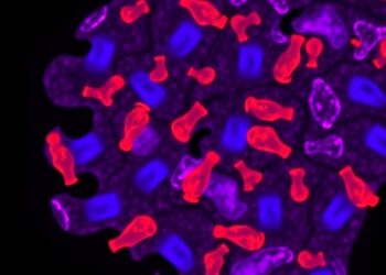 Predicting pathology response in triple-negative breast cancer using tumor-infiltrating lymphocytes