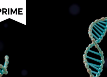 Prime Assembly Enables Targeted Genomic Integration and Large-Scale DNA Rearrangements