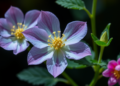 Proteasome Gatekeeper RPT2a Controls When Plants Flower by Destroying a Key Histone Protein