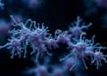 Proteins Switched On as Pseudomonas aeruginosa Adapts to Chronic Cystic Fibrosis Lungs