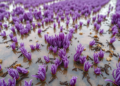 Purple Bacteria From Vietnam’s Acid Sulfate Paddies Cut Methane by Up to 75 Percent