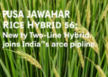 Pusa Jawahar Rice Hybrid 56: New Two-Line Hybrid Joins India’s Rice Pipeline
