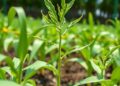 Quantifying crop science: a review of phenotyping, mechanics, and modeling