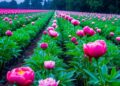 RGB-D weed detection enables precise automated weeding in peony fields