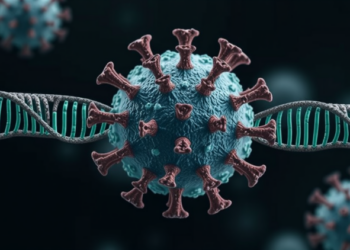 RNA Architecture Drives Coronavirus Subgenomic RNA Synthesis Across Genera