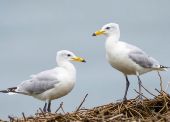 Record-Breaking Nasal Mite Burdens Found in Kelp Gulls Along Southern Brazil