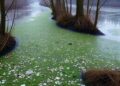Rhine floodplains trap microplastics during major flood event