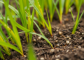 Rice Blast Resistance May Start Underground: Rhizosphere Bacteria and a Potent Bacillus Ally