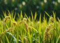 Rice Pollen Fertility Hinges on a Daily Rhythm Written by Light and the Circadian Clock