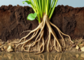 Root anatomy, metabolism and microbes team up to help plants survive nutrient scarcity