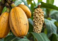 Rotten Papaya and Banana Turn Waste Into Powerful Seed Boosters for Maize and Beans