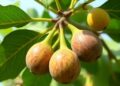 SCoT markers reveal genetic diversity in 72 Turkish fig genotypes
