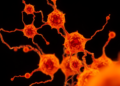 SPIFFI Delivers Real-Time Super-Resolution Imaging of Living Cells in a Single Shot