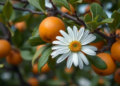 Salicylic Acid Spray Keeps Daisy Mandarins From Splitting on the Tree