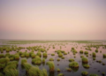 Salt Marsh Microbes Hold Steady Through Day-Night Swings, Venice Lagoon Study Finds
