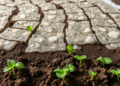 Salt-Stressed Soils Are Quietly Draining the World’s Nitrogen