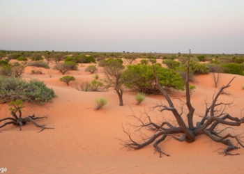 Sandy Secrets Beneath Brazil’s Cerrado: New Study Rewrites the Story of Tropical Ferralsols