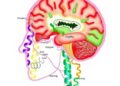 Sarcopenia’s genetic architecture differs between sexes, genome-wide study finds