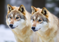 Scandinavian Wolves Are Too Inbred to Survive, Landmark Genetic Study Warns