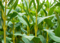 Scientists Combine Genome and Gene Expression Data to Pinpoint Genes That Set Soybean Height