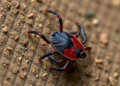 Scientists Discover a Rare Bisexual Population in a Tick Long Thought to Reproduce Alone