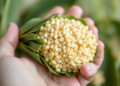 Scientists Find a Single Gene Switch That Could Unlock Stubborn Soybean Transformation