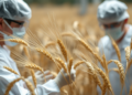 Scientists Hunt Hidden Drought Genes in Ancient and Synthetic Wheats