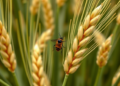Scientists Map Wheat Genes That Help Crops Endure Devastating Aphid Attacks