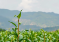 Scientists Map the Genes That Could Finally Make Soybean Thrive in Rwanda’s Highlands