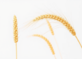 Scientists Map the Genes That Decide the Color and Milling Quality of Foxtail Millet Grain