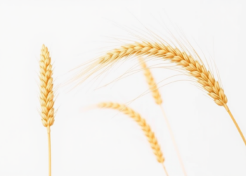 Scientists Map the Genes That Decide the Color and Milling Quality of Foxtail Millet Grain