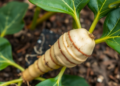 Scientists Map the Hidden Genes That Let Cassava Survive Herbicide Attack