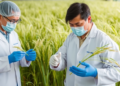 Scientists Screen 231 Rice Lines to Find Hidden Salt Tolerance Beyond the Famous Saltol Gene