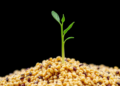 Scientists Uncover Key Gene Module That Stops Quinoa Seeds From Sprouting Too Early