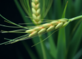 Scientists Uncover Shared and Population-Specific Genes That Shield Barley From Leaf Rust