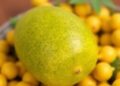 Scientists Unlock Antioxidant-Rich Oil from Yellow Melon Seeds
