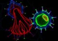 Scientists create fat tissue organoids containing functional T cells