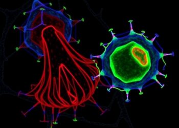 Scientists create fat tissue organoids containing functional T cells