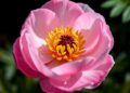 Scientists reveal sugar transporter gene regulation in peony by ABA signals