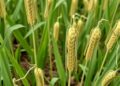 Scientists uncover genes controlling grain yield in harsh growing conditions